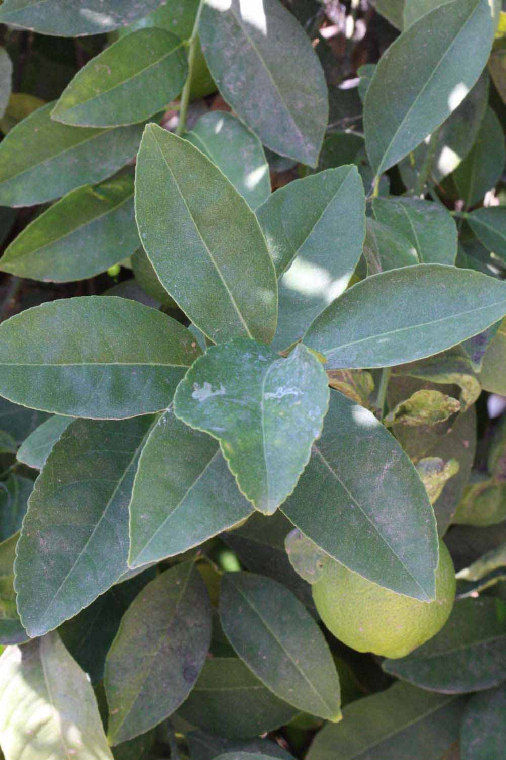            Shade leaves (Riverside, CA)   